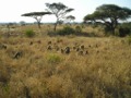 Baboons in Tarangire NP